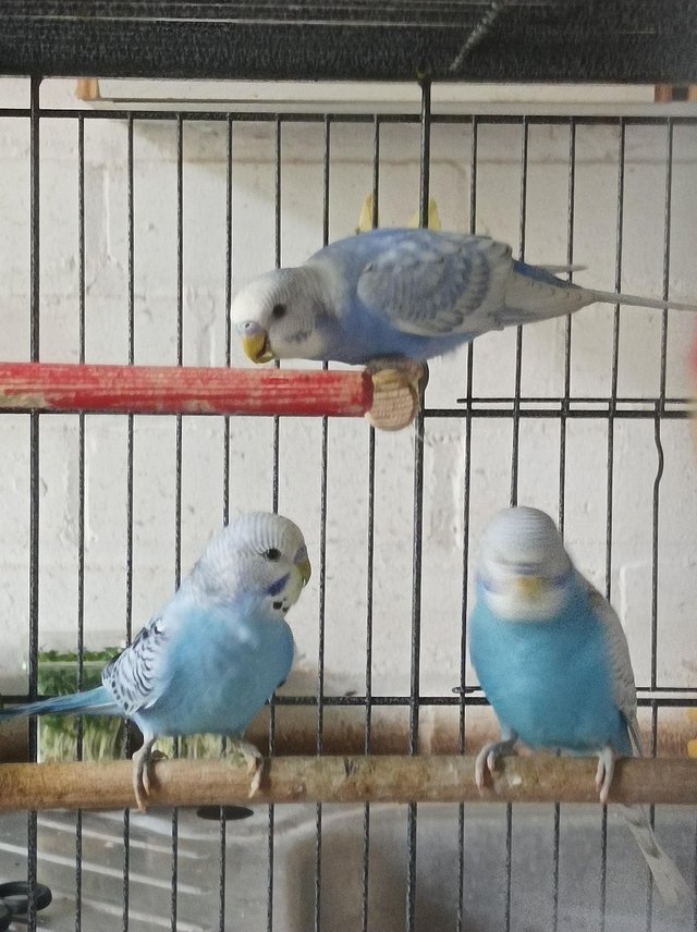 Preview of the first image of 5 budgies for sale 3 boys and 2 girls looking for a good hom.