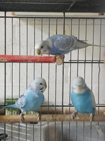 Image 1 of 5 budgies for sale 3 boys and 2 girls looking for a good hom