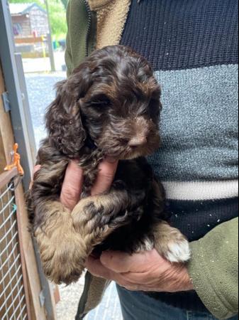 Image 10 of Miniature Cockapoo puppies (only one boy left pic 1)