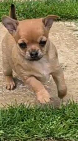 Image 25 of STUNNINGFemale Apple Head Chihuahua For Sale