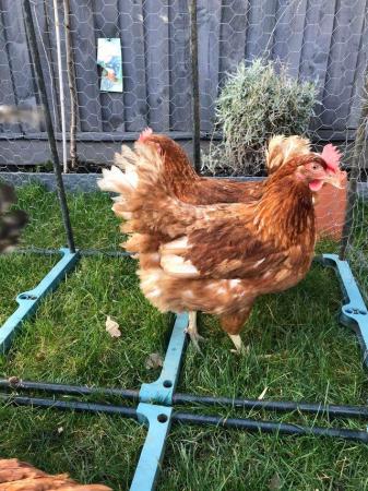 Image 2 of Laying age warren hens for sale
