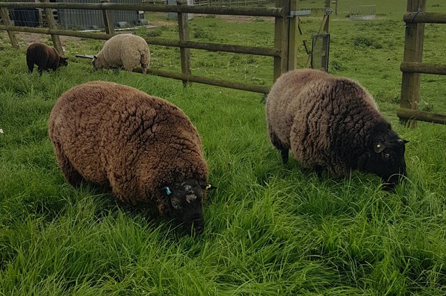 Image 2 of Two texel x rams for sale for breeding or pet