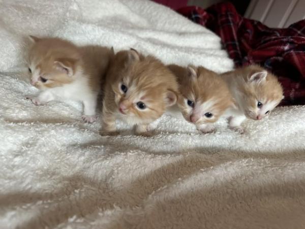 Image 3 of Ginger and white kittens