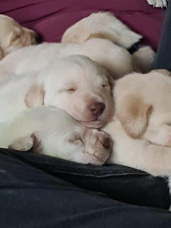 Image 5 of Labrador retriever pups for sale.