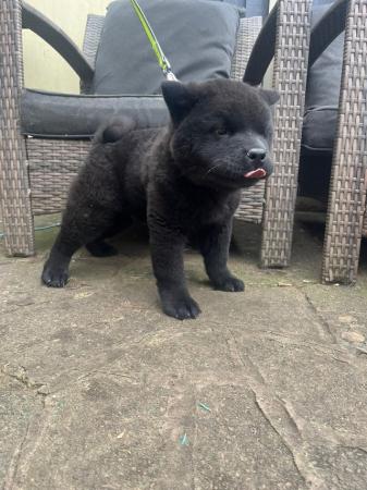 Image 4 of male short haired chow chow