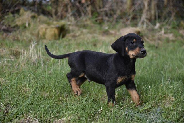 Image 9 of Fully vaccinated unique dobermann puppies