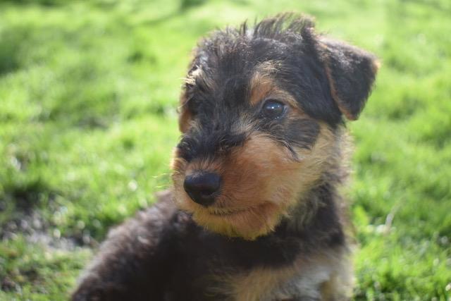 Image 4 of READY NOW!! KC Registered Airedale Puppies