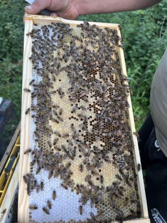Image 23 of Langstroth Spring Bee Nucs 2024