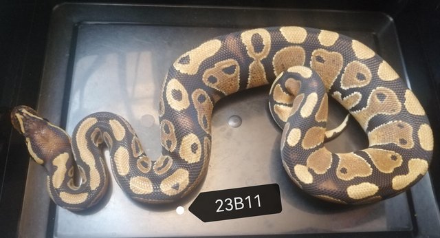Image 9 of Royal Pythons to clear various genes