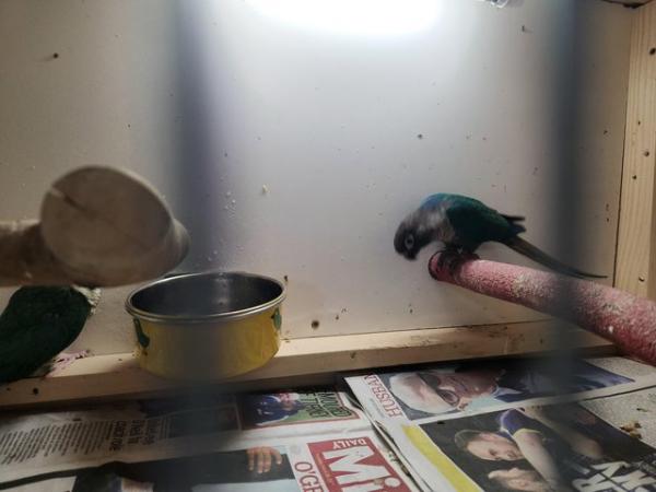 Image 5 of 2 turquois green cheek conures