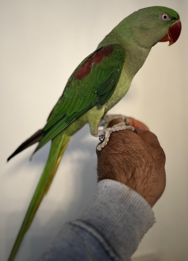 Preview of the first image of Beautiful Big Tame & Breeding Alexandrine Talking Parrots.