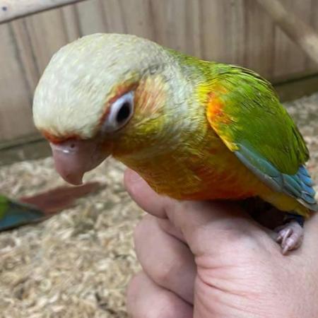 Image 2 of Conures Now Available - Hand Tame and Hand Reared
