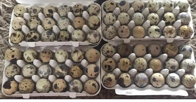 Image 15 of QUAIL HATCHING EGGS/4 BREEDS !