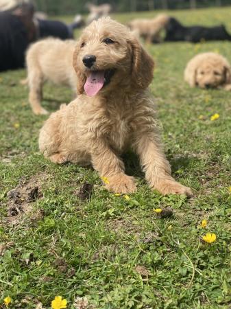 Image 22 of F2 miniature Labradoodles looking for homes