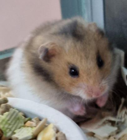 Image 4 of Baby Syrian Hamsters- Males & Females