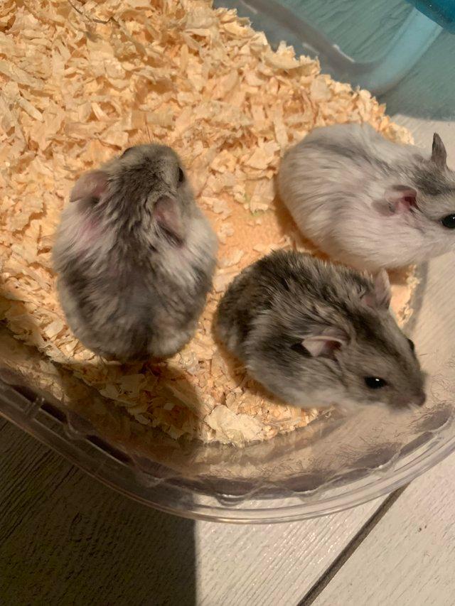 Preview of the first image of Tamed Pure Bred Winter Dwarf Baby Hamsters.