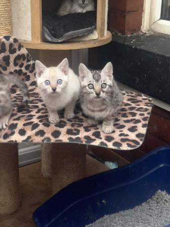 Image 3 of TICA registered beautiful Bengal kittens