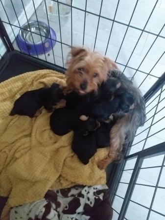Image 2 of Pedigree microchipped Yorkshire terrier pups ready now