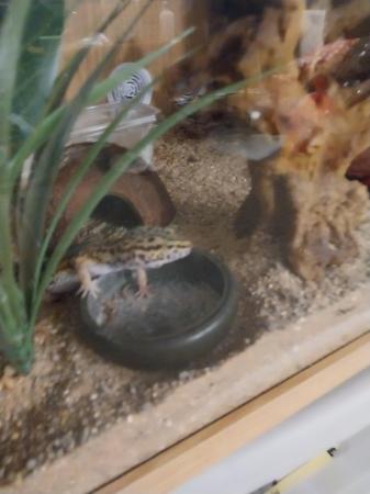 Image 5 of Female leopard gecko 1 year old