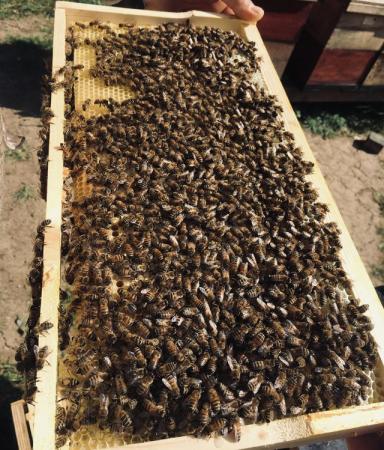 Image 3 of Langstroth Spring Bee Nucs 2024
