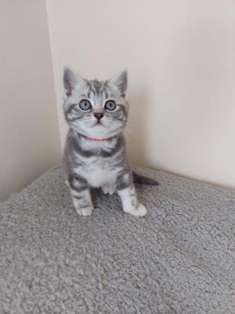 Image 10 of BSH Classic Silver Tabby