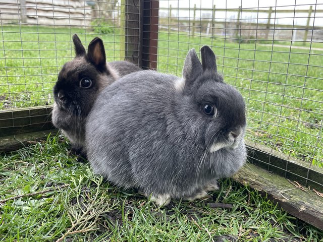 Netherland dwarf bunnies hot sale for sale shipping