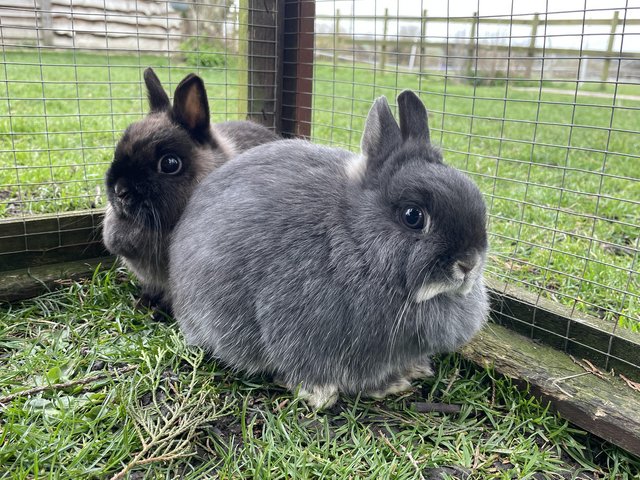 Preview of the first image of Netherland dwarfs male and female.
