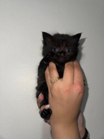 Image 5 of 10 week old kitten ready for a NEW HOME