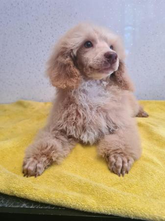 Image 1 of Outstanding litter of toy poodle puppies