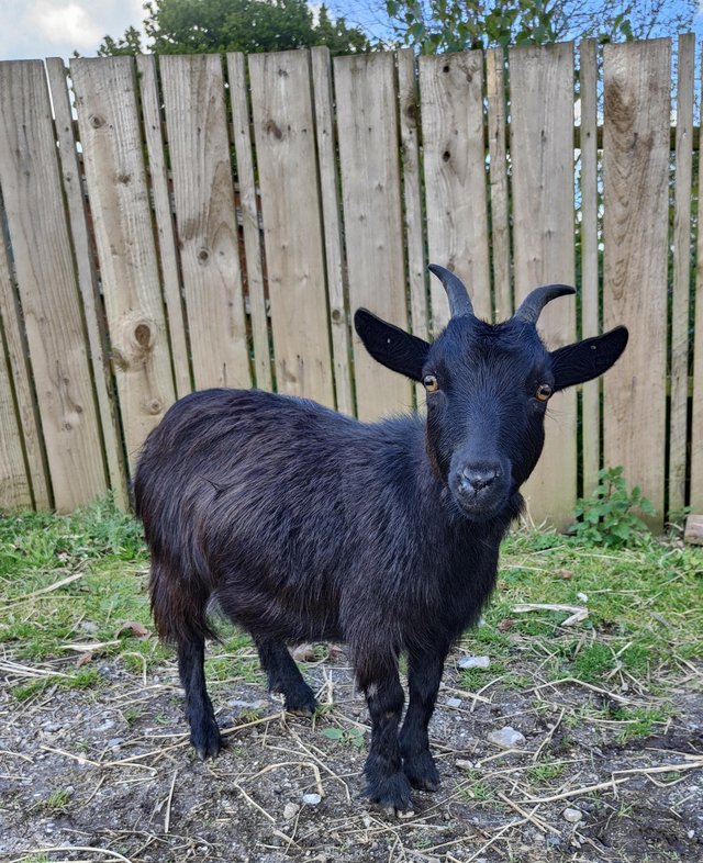Preview of the first image of Pair of nanny pygmy goats.
