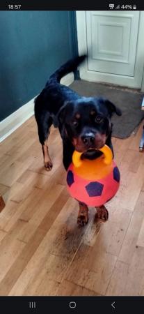 Image 8 of Rottweiler/Collie in need of a new home ??