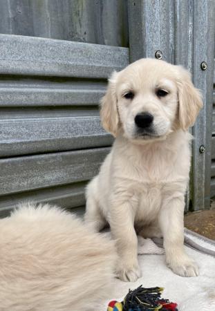 Image 7 of Fully Vaccinated KC Registered Golden Retriever Puppies