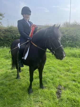 Image 1 of 12.2 beautiful black mare for sale