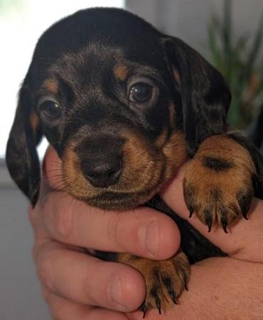 Image 9 of Last 2 ready now!!! KC registered miniature dachshunds