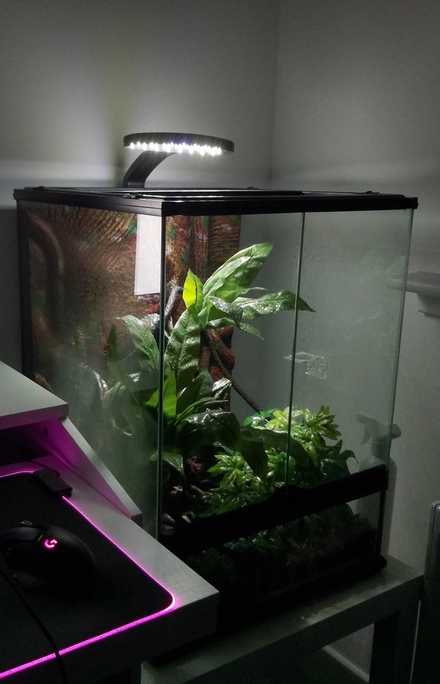 Preview of the first image of Crested gecko with full setup 150 ono.