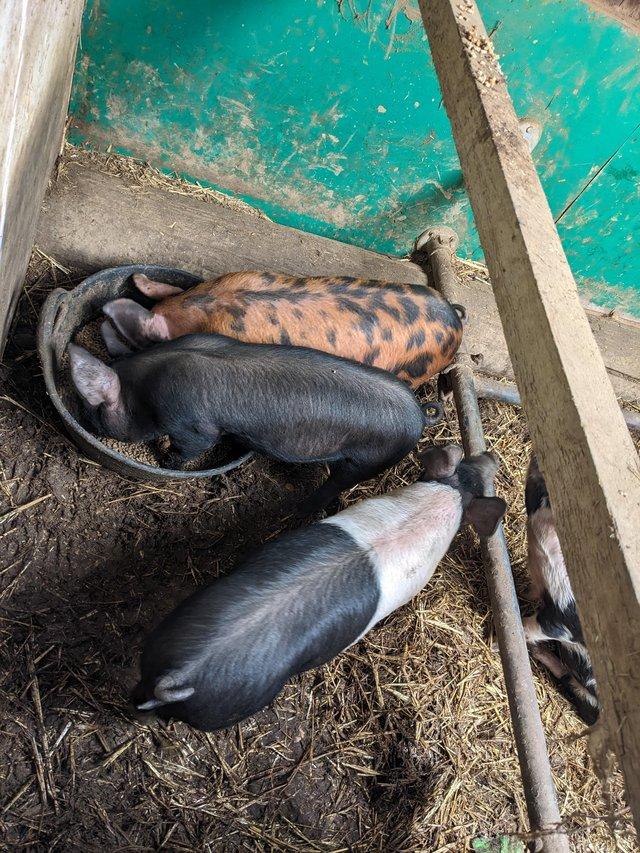 Preview of the first image of Chunky little weaners ready mid May.