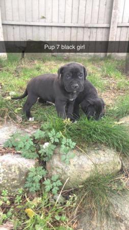 Image 18 of grand champion bloodlines cane corso pups. 10 weeks old.