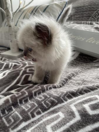 Image 4 of Ragdoll kittens for sale