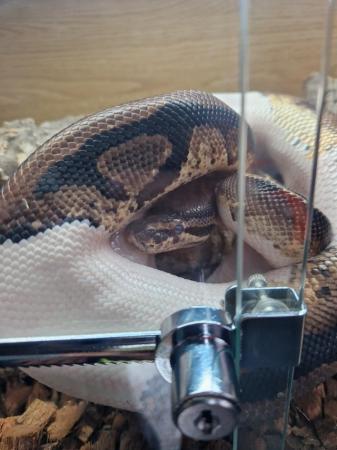 Image 4 of Male Pied royal python  for sale