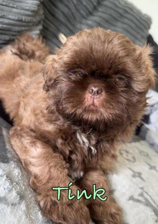 Image 2 of 2 Beautiful Boy Shih Tzu’s.**READY NOW** Prices Vary.