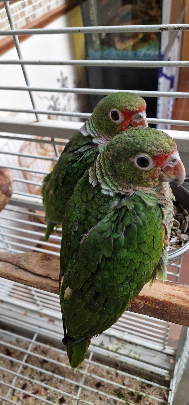 Preview of the first image of Handreared Tame Amazon parrots. **Super Rare**.