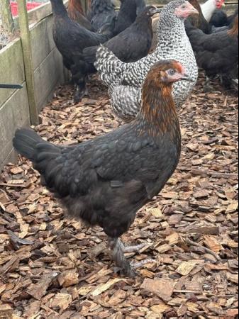 Image 4 of French Copper Black Marans - Point of Lay Hens - Free Range