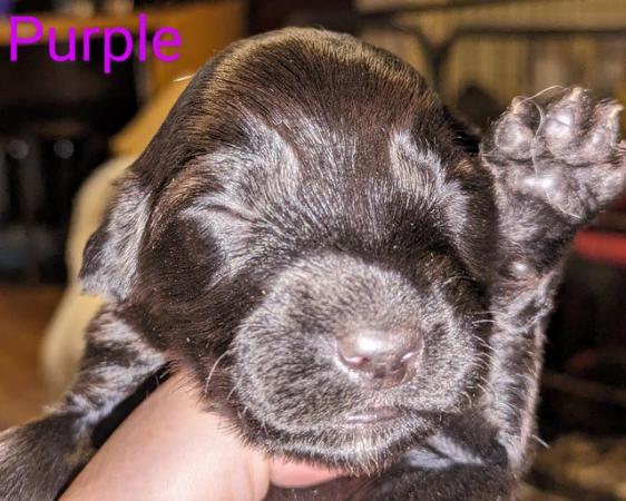 Image 11 of Sprocker Spaniel puppies