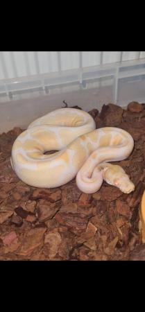Image 2 of Albino royal python het pied 3yrs old