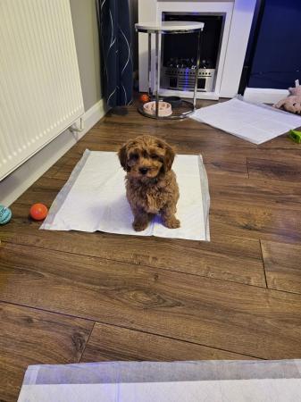Poodle puppies for sale in Wolverhampton, West Midlands – 2 years old - Image 4 of 9
