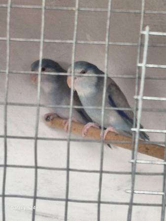 Image 3 of Mutation parrotlets males
