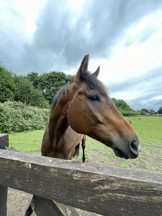 Preview of the first image of Bungo, 16hh rising 7 Thoroughbred.