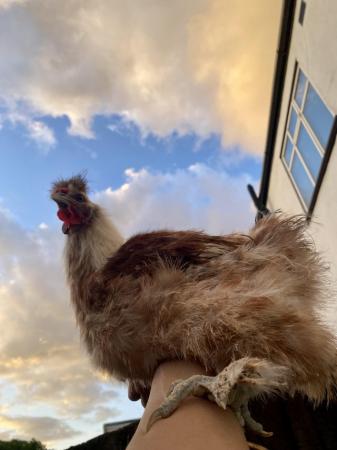Image 1 of Gorgeous male chickens for sale