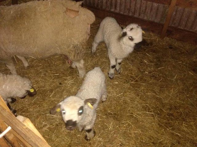 Preview of the first image of 2024 born Cute cross bred Lambs sired by Valais Black Nose.