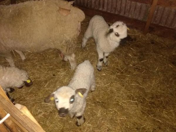 Image 1 of 2024 born Cute cross bred Lambs sired by Valais Black Nose